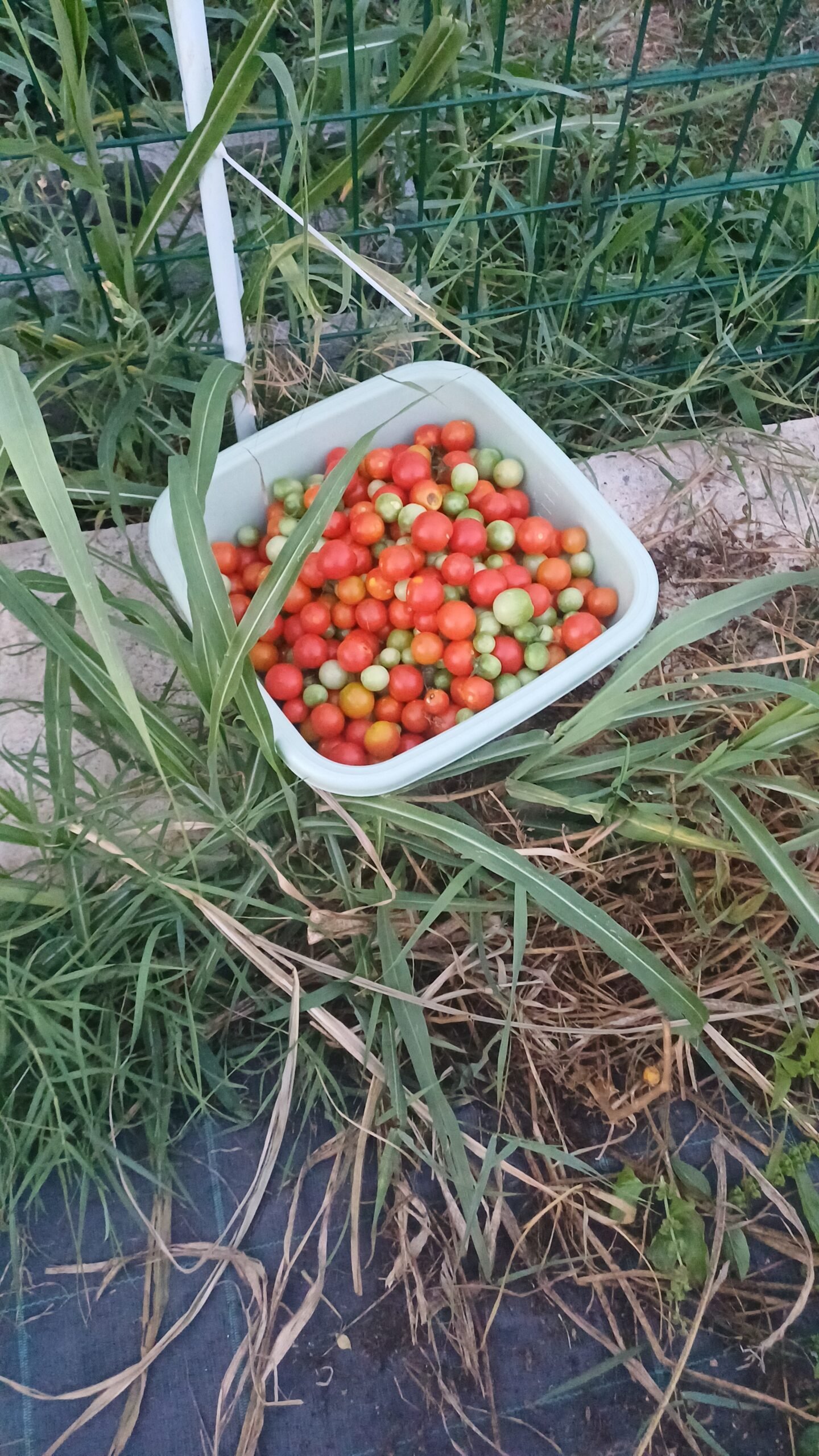 Filari appena piantumati
