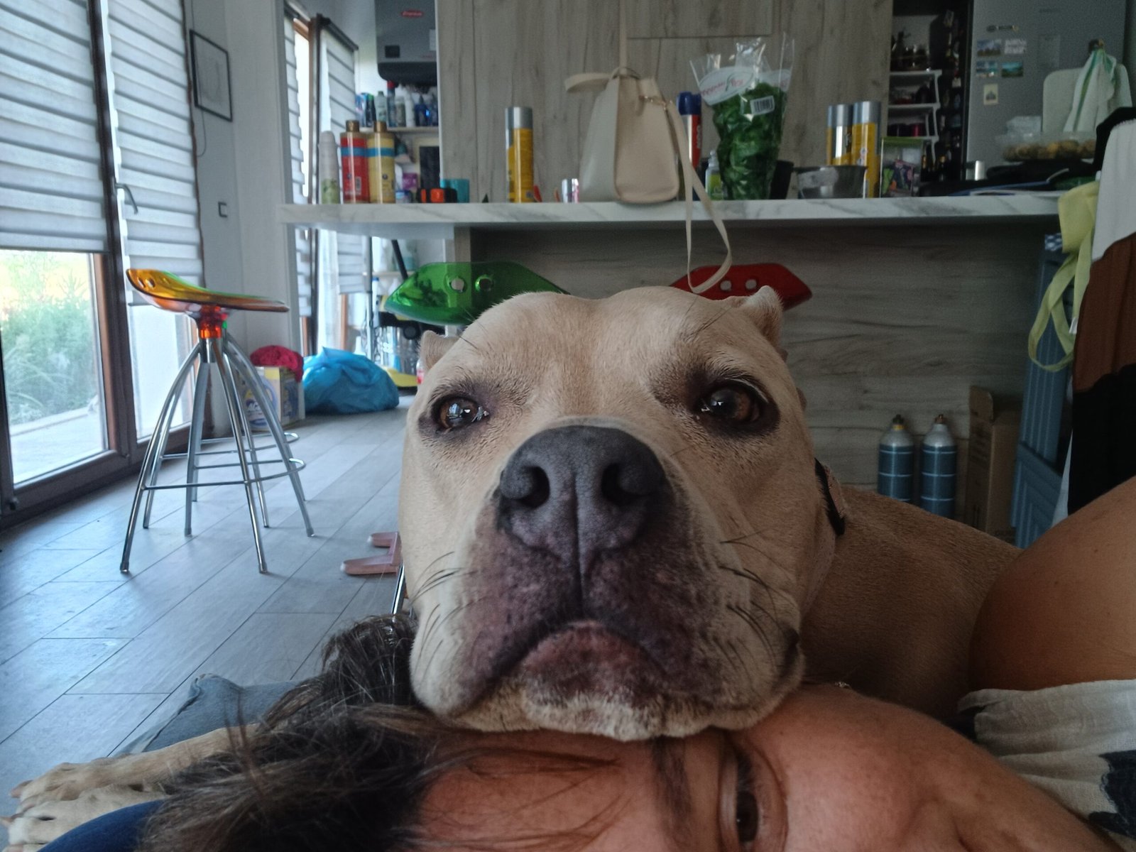Cane anziano 1