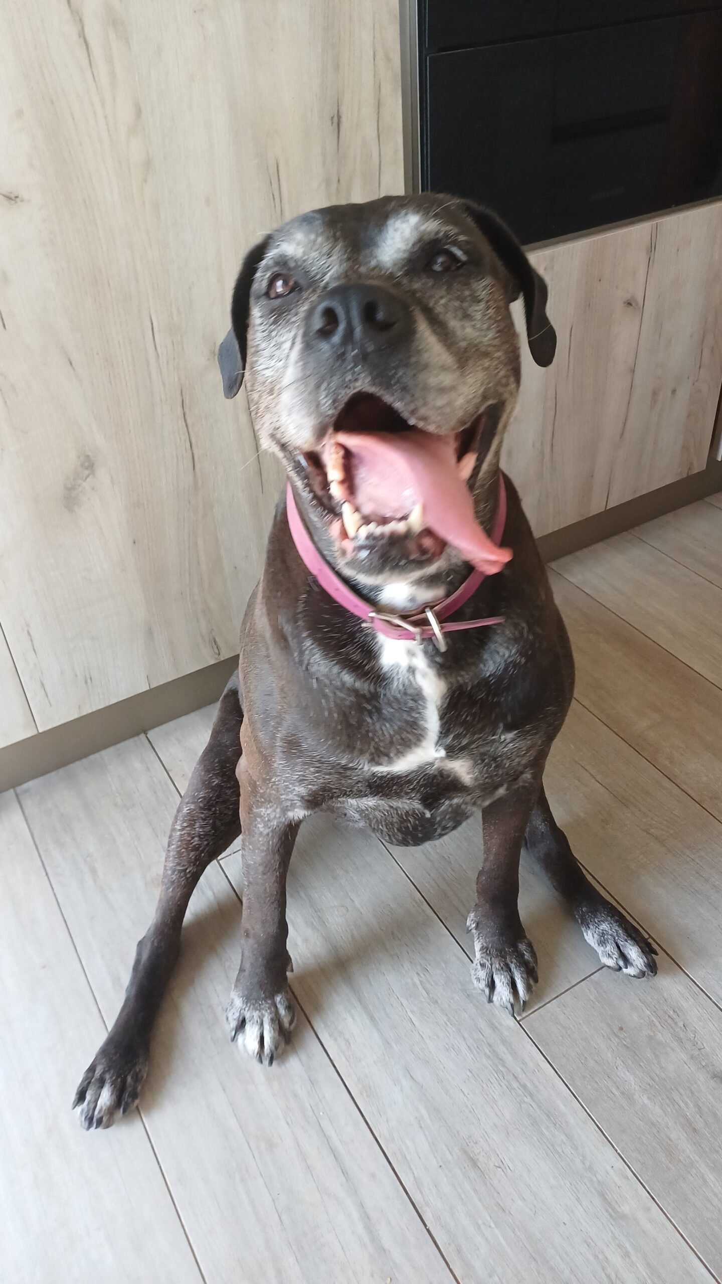Cane anziano 3