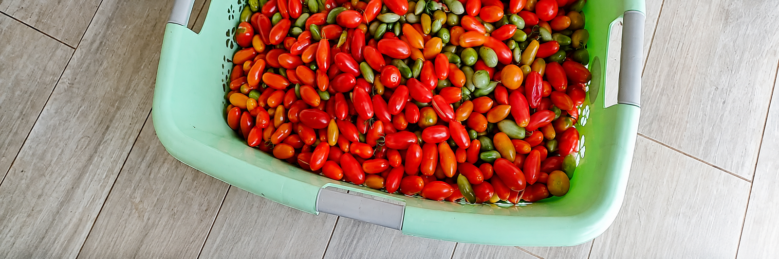 Pomodori dell'orto biologico